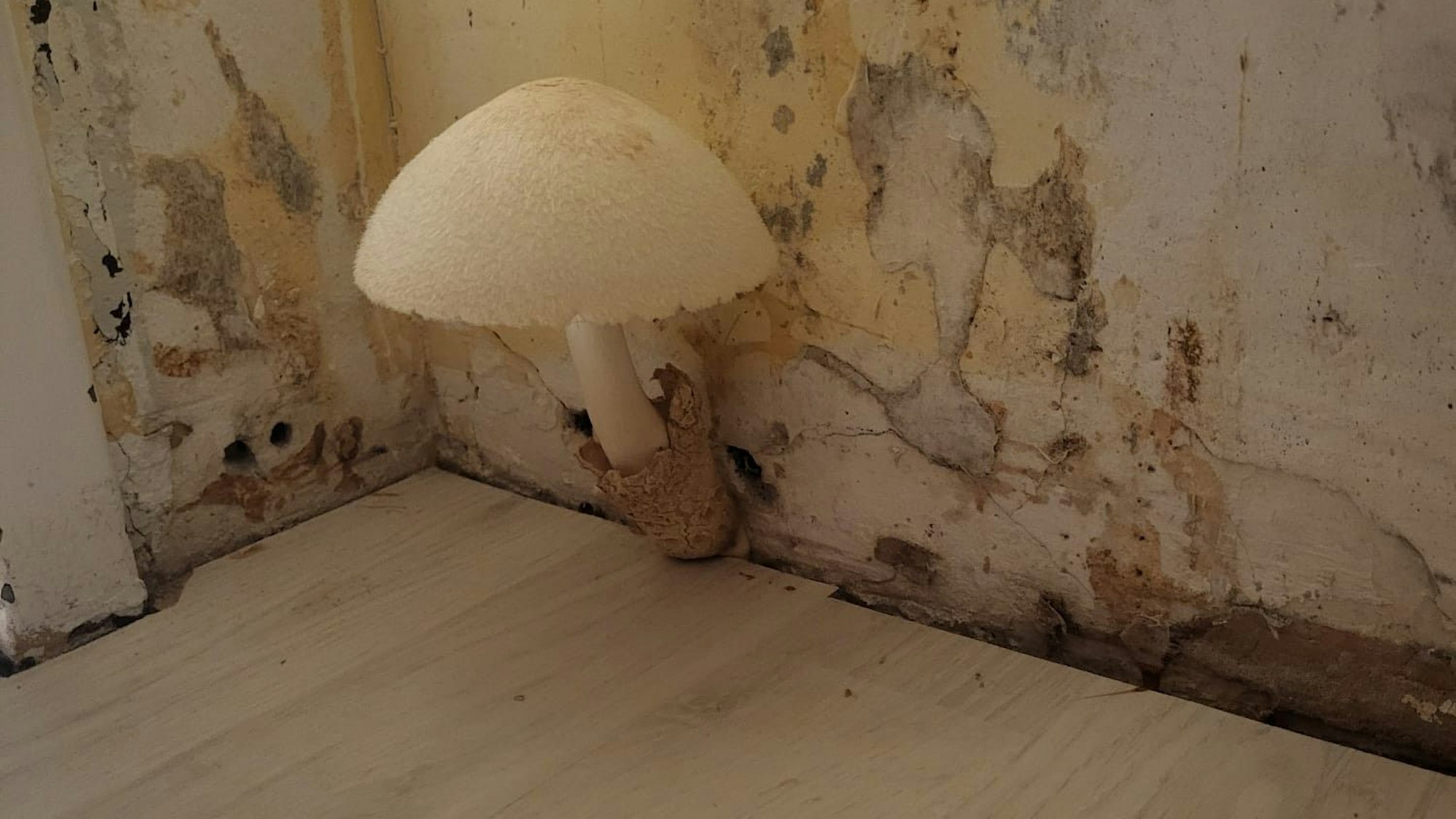 Bei Familie Niestroj in Köln-Neubrück wachsen aufgrund von Schimmel Pilze aus der Wand.