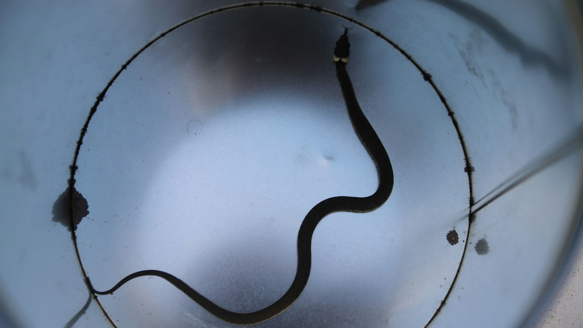 Blick in eine silberne Dose, in der sich eine kleine Ringelnatter schlängelt.