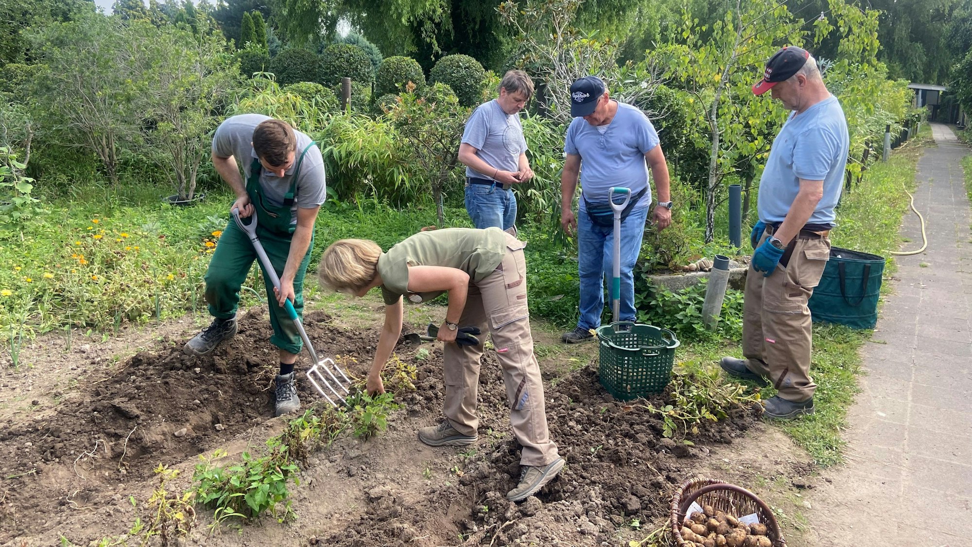 Die Teilnehmer ernten Kartoffeln.
