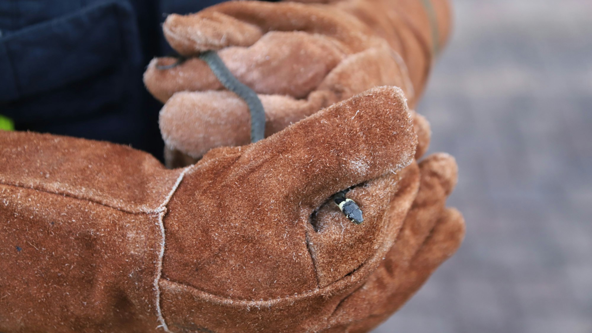 Im Keller eines Einfamilienhauses in Geistingen fand die Bewohnerin eine Ringelnatter, sie rief die Feuerwehr, die das einheimische Tier einfing. Ein Feuerwehrmann hält sie mit seinem Handschuh fest.