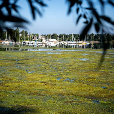 Das Bild zeigt den Bereich des Zülpicher Sees, der mit Algen bedeckt ist.