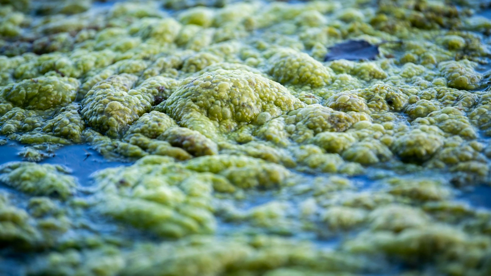 Das Bild zeigt die Algen auf dem Zülpicher See. Sie erinnern an die Haut von Kröten.