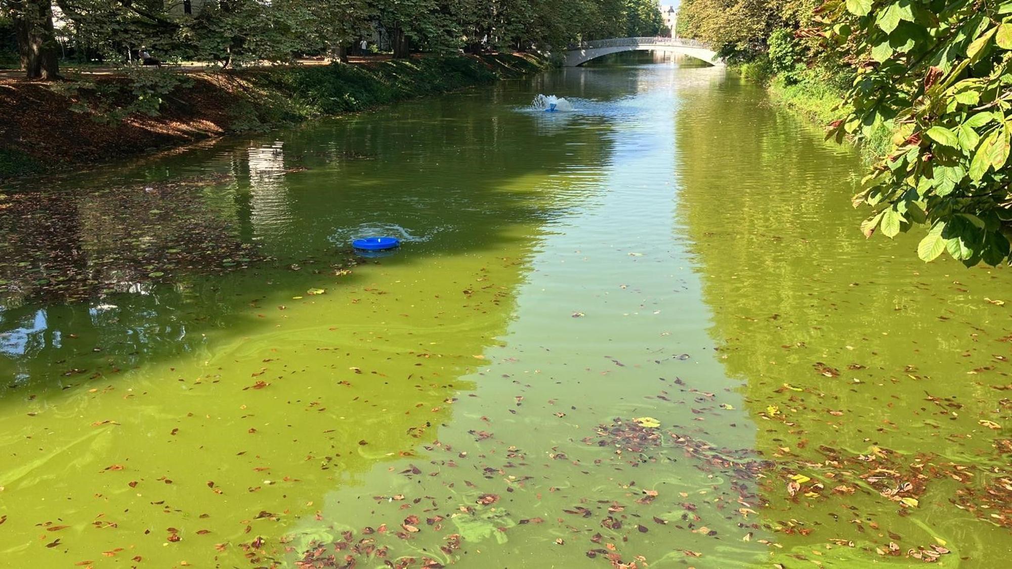 Blaualgen sind im Clarenbachkanal in Köln-Lindenthal entdeckt worden.