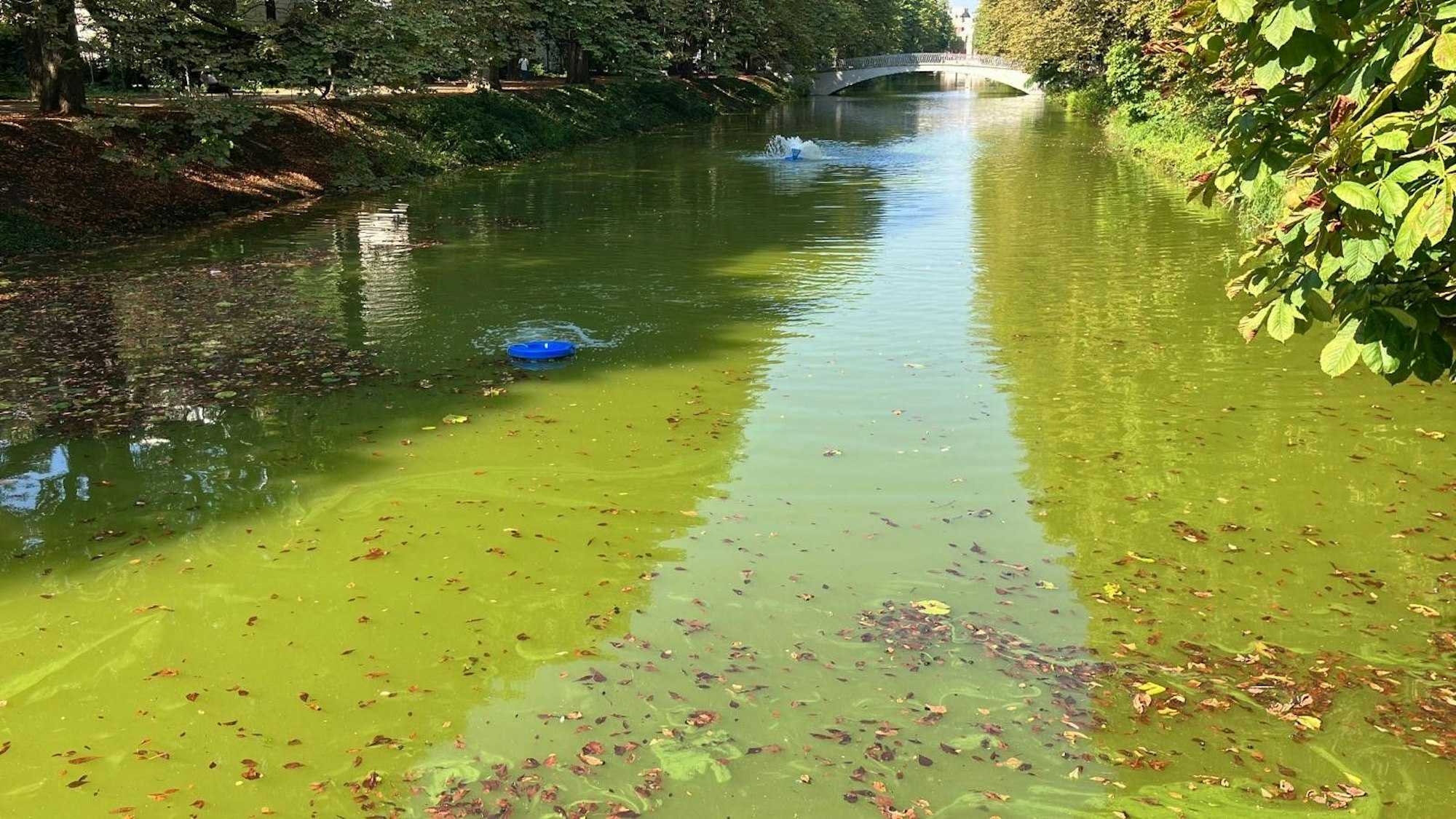 Blaualgen sind im Clarenbachkanal in Köln-Lindenthal entdeckt worden.