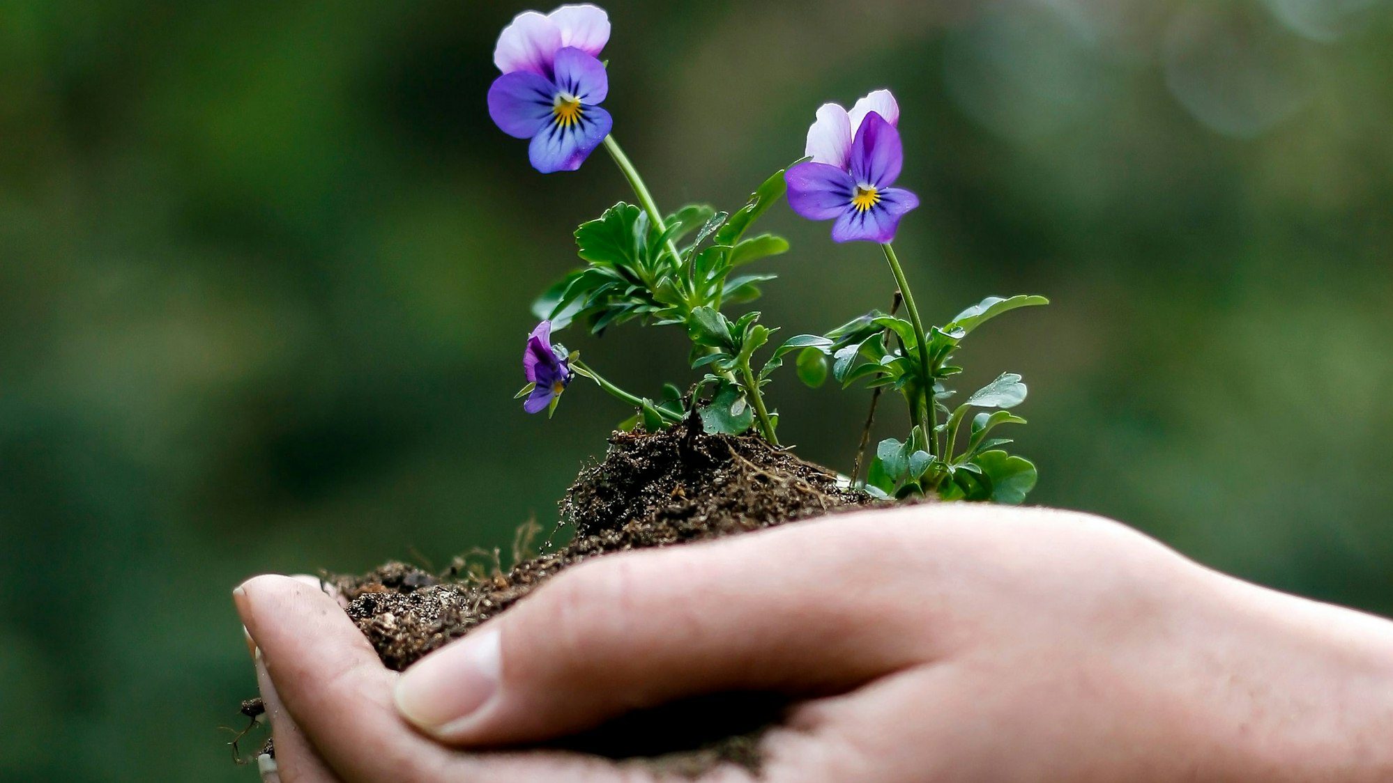 Eine Frau hält eine lila Blume in der Hand.
