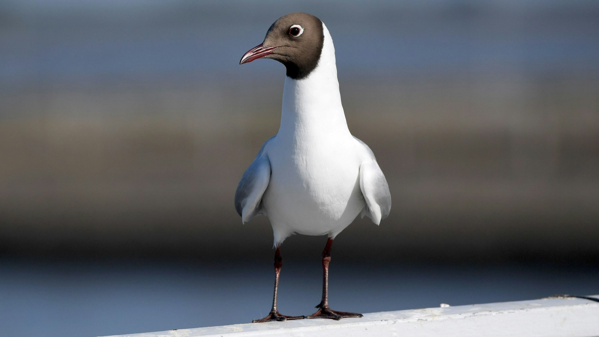 ARCHIV - 29.05.2020, Schleswig-Holstein, Wesselburen: Eine Lachmöwe steht auf einem Geländer in der Nähe des Eider-Sperrwerkes. Wegen der Vogelgrippe greift Finnland auf Pelztierfarmen durch und lässt Zehntausende Tiere töten. Die dortigen Ausbrüche könnten bestimmte Anpassungen des Virus begünstigen.(zu dpa "Vogelgrippe auf finnischen Pelztierfarmen - direkte Übertragung?") Foto: Carsten Rehder/dpa +++ dpa-Bildfunk +++