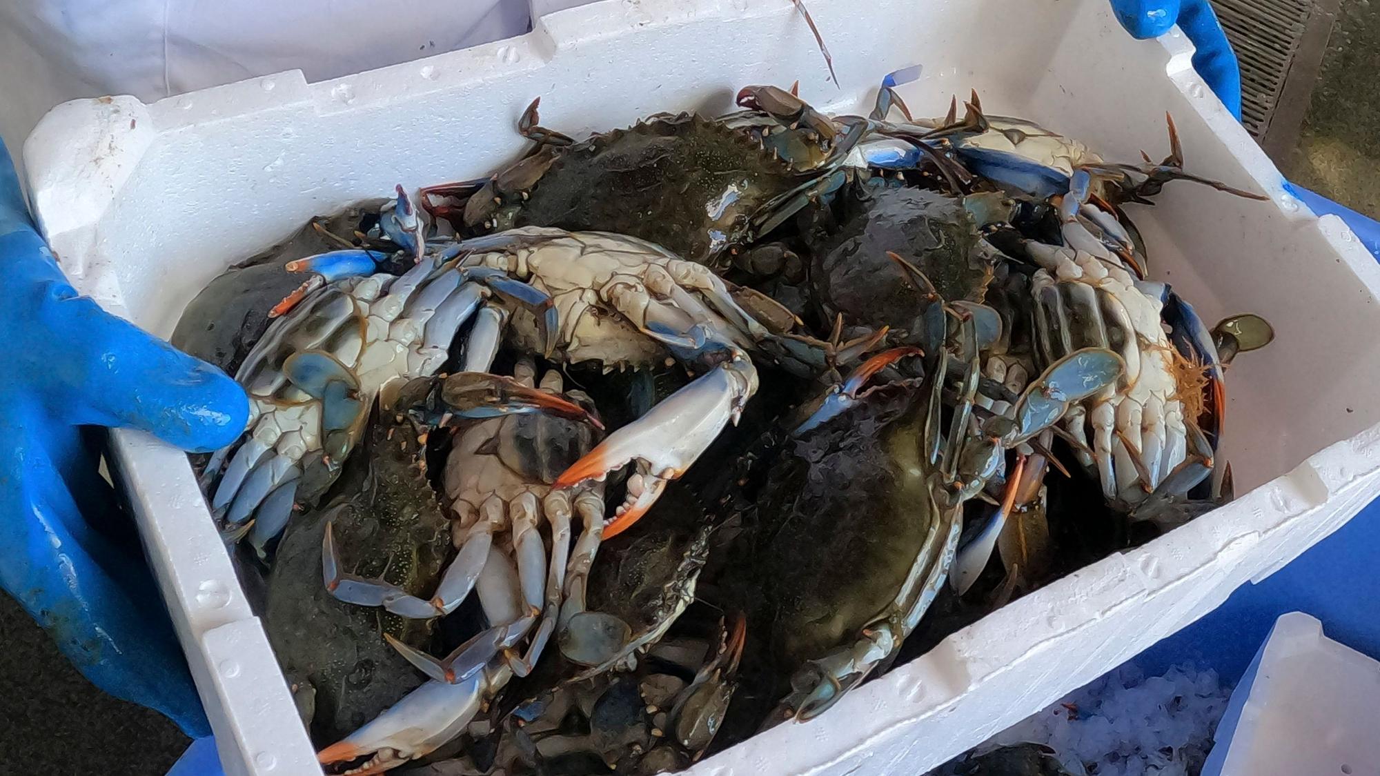 Ein Mann hält mit blauen Handschuhen eine Box mit Blaukrabben in der Hand. Die Tiere