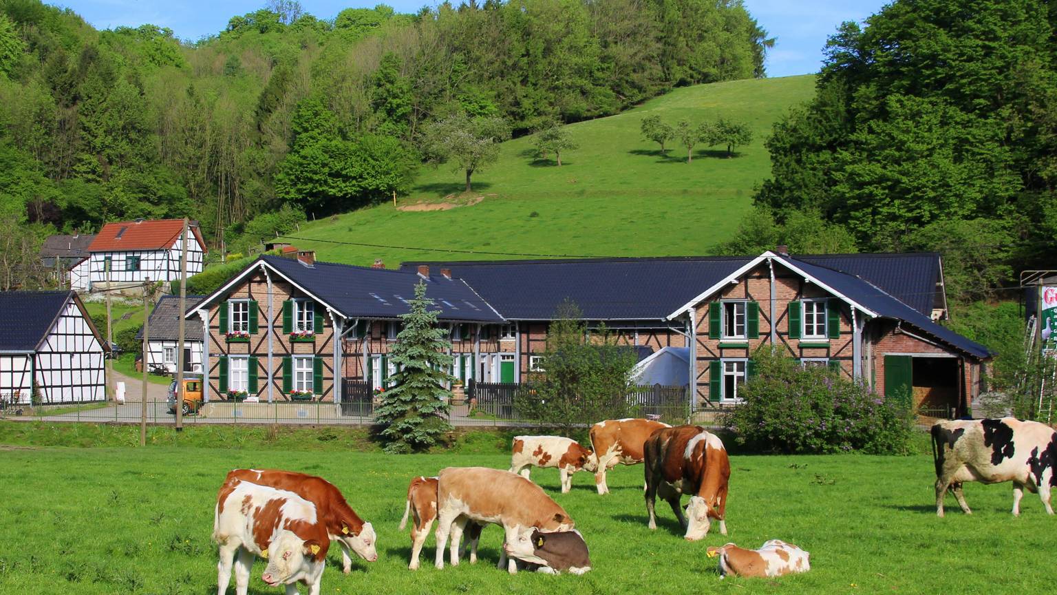 Ein Bauernhof im Bergischen Land mit Kühen auf der Weide und traumhaftem Wetter.
