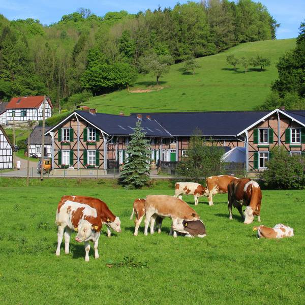 Ein Bauernhof im Bergischen Land mit Kühen auf der Weide und traumhaftem Wetter.