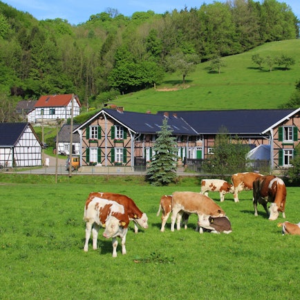 Ein Bauernhof im Bergischen Land mit Kühen auf der Weide und traumhaftem Wetter.