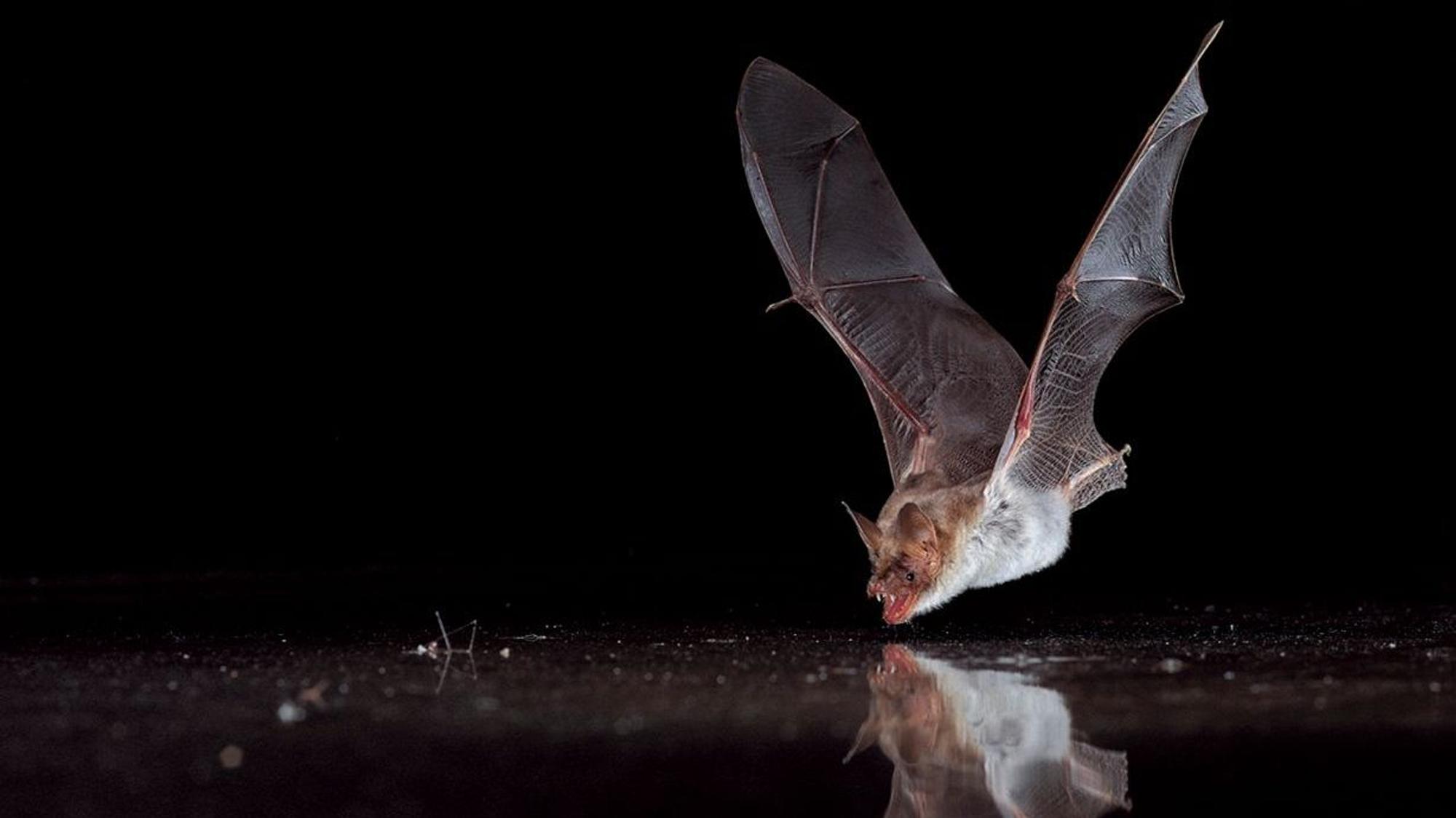 trinkende Fledermaus
