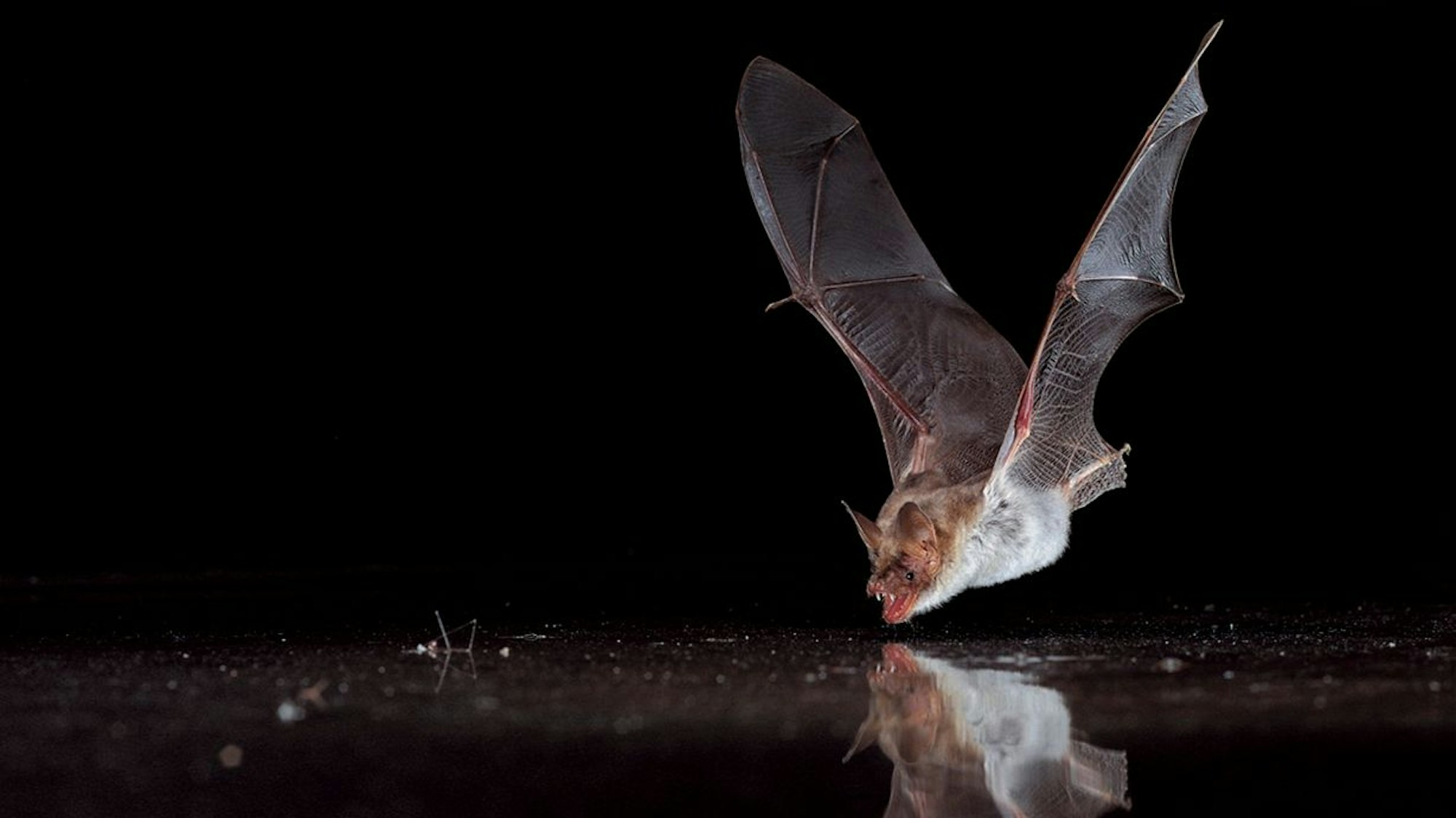 trinkende Fledermaus