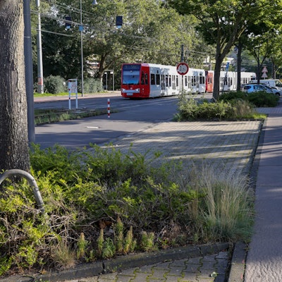 24.08.2023, Köln: Wege im Inneren Grüngürtel an der Zülpicher Straße sollen entsiegelt werden, damit mehr Regenwasser versickern kann.
Foto: Michael Bause