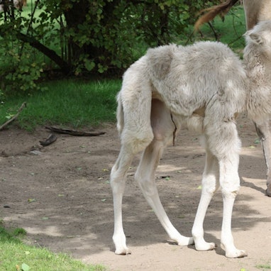 Das Jungtier steht in seinem Gehege