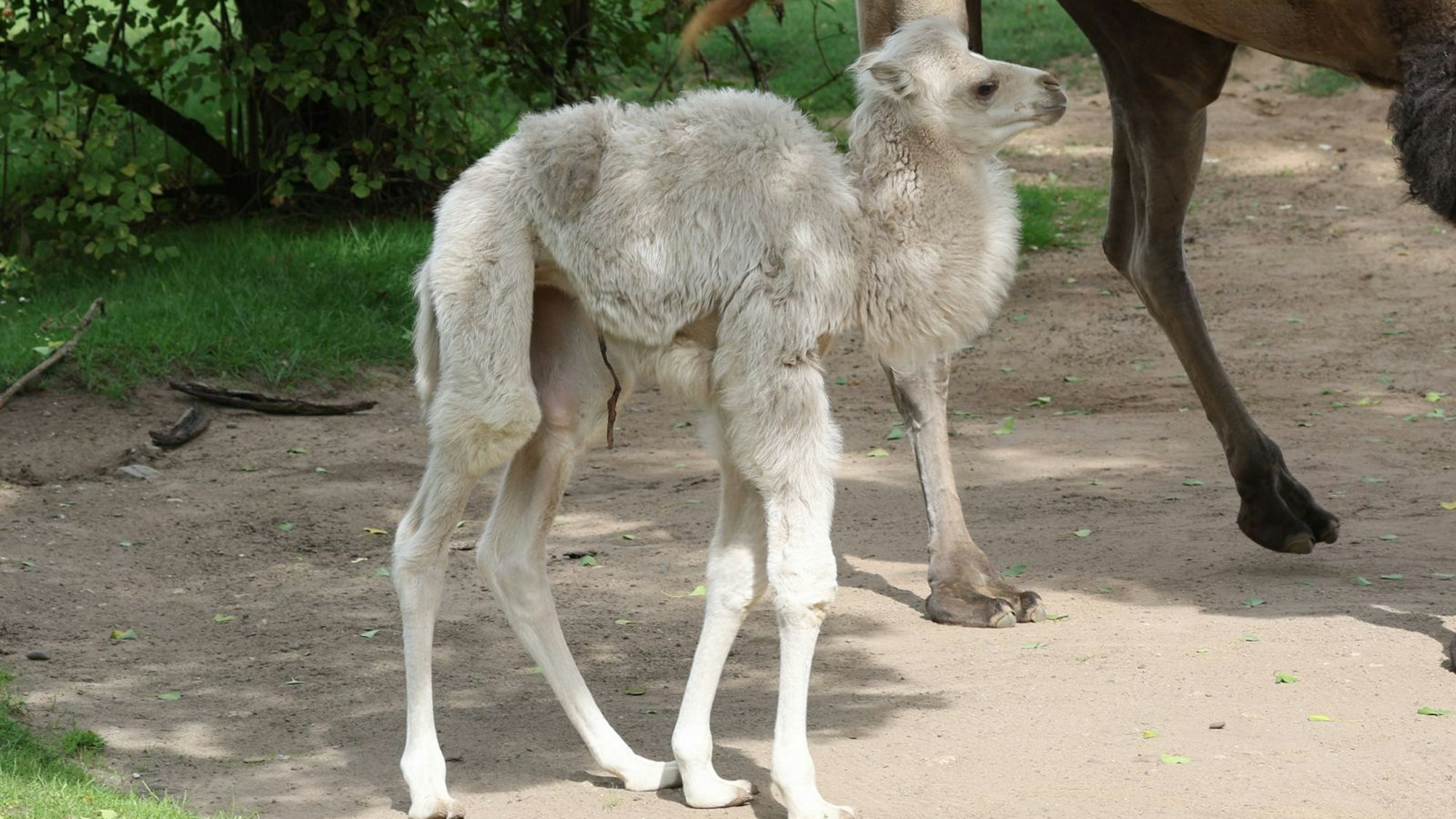 Das Jungtier steht in seinem Gehege