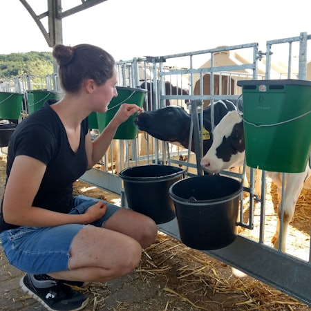 Junge Landwirtin streichelt ein Kalb.