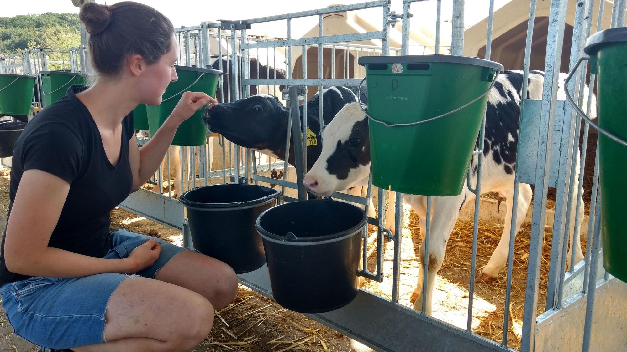 Junge Landwirtin streichelt ein Kalb.