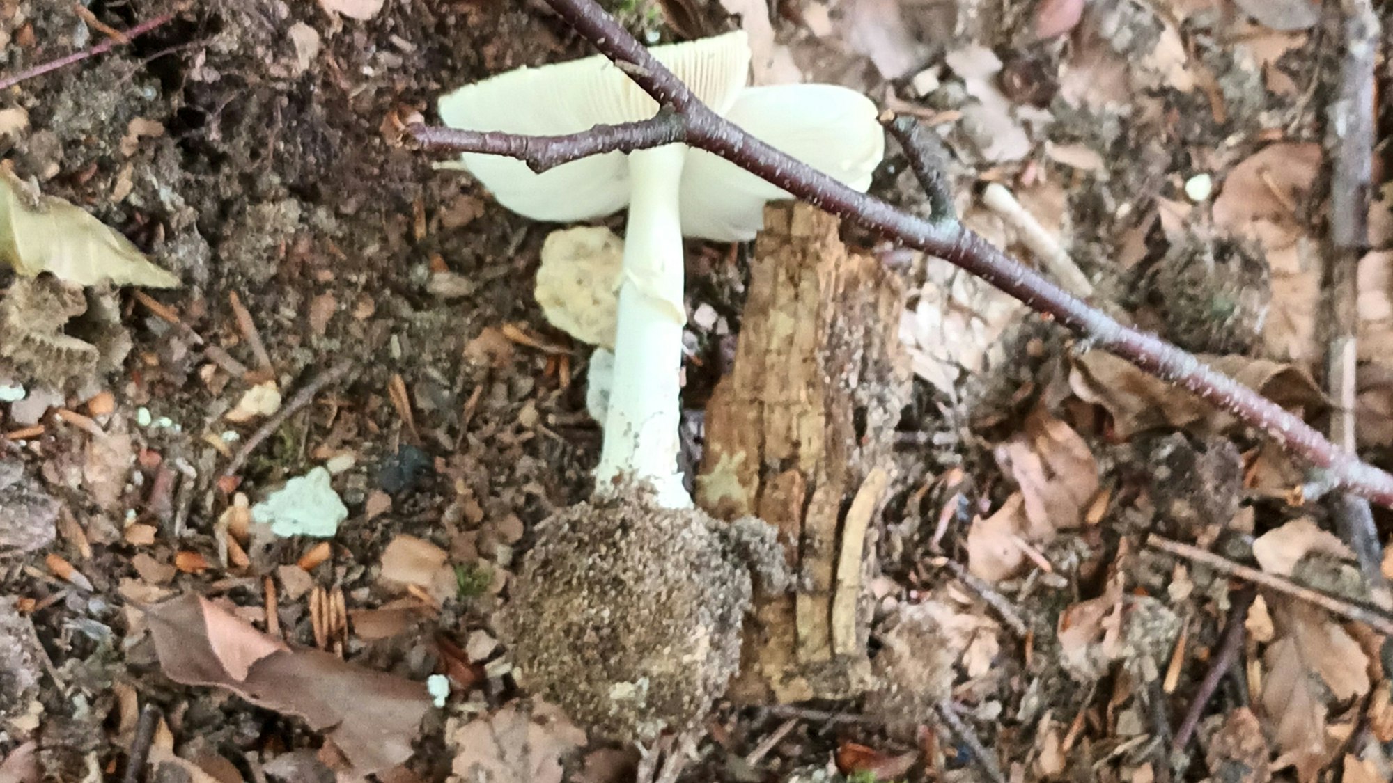 Ein weißer Pilz mit dicker Knolle am Stielende liegt auf dem Waldboden.