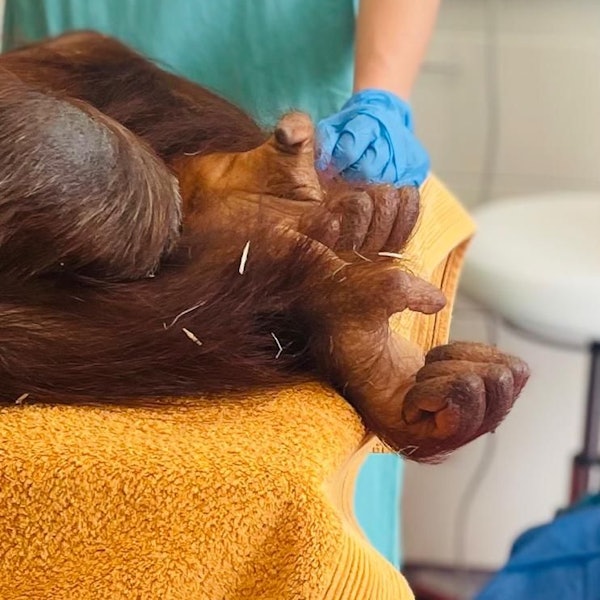 Orang-Utan-Dame „Cinta“ während der Operation im Kölner Zoo.