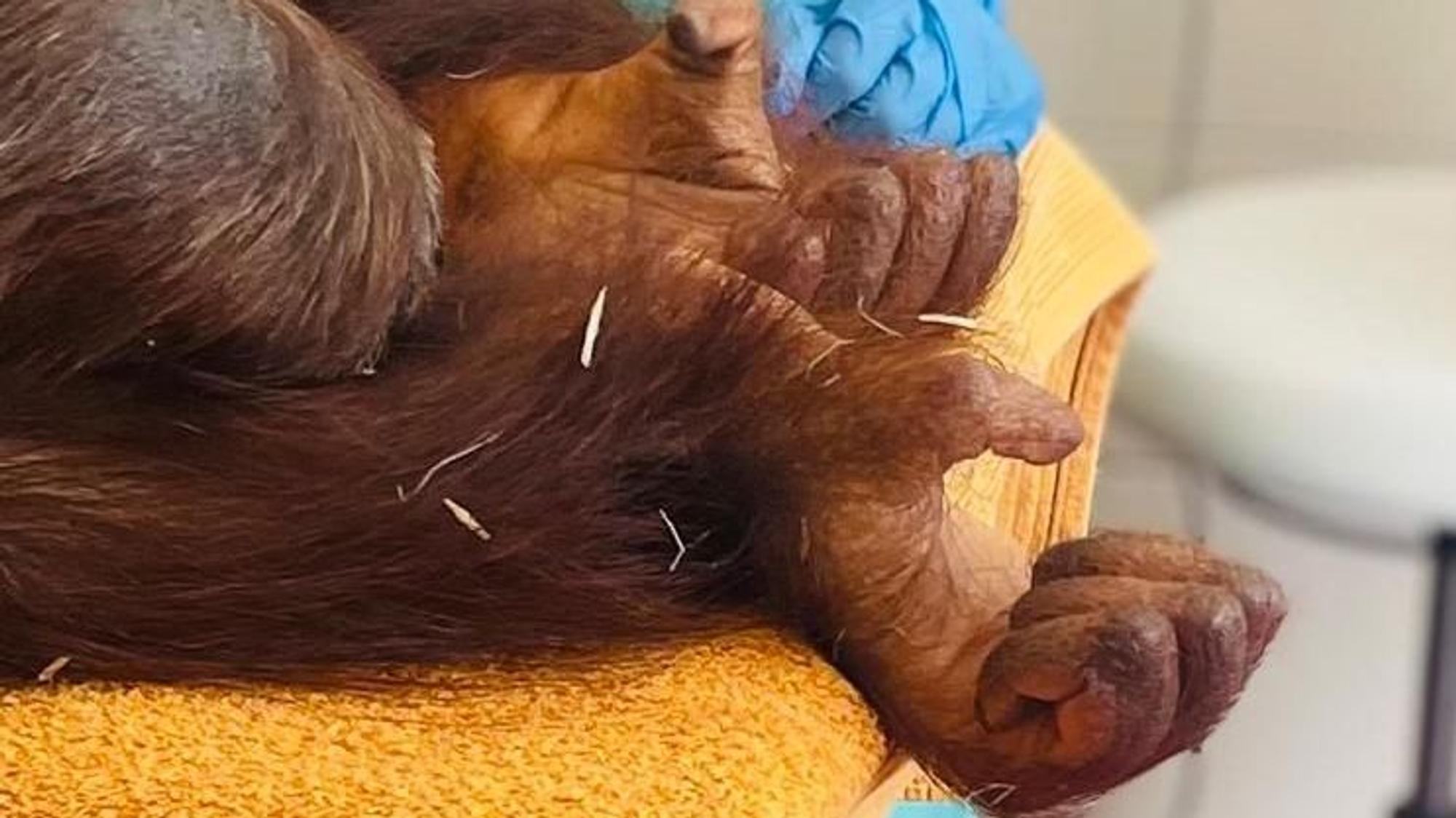 Orang-Utan-Dame „Cinta“ während der Operation im Kölner Zoo.