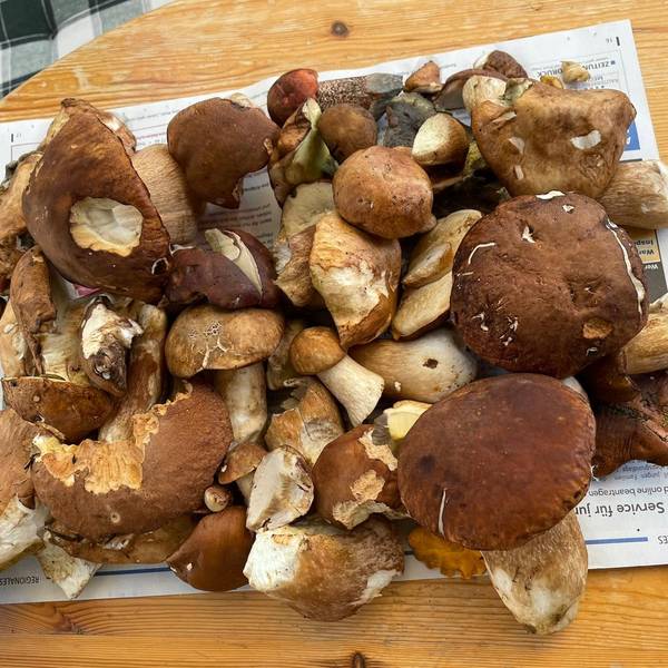 Viele Pilze liegen auf einem Haufen, hauptsächlich Maronen und Steinpilze.