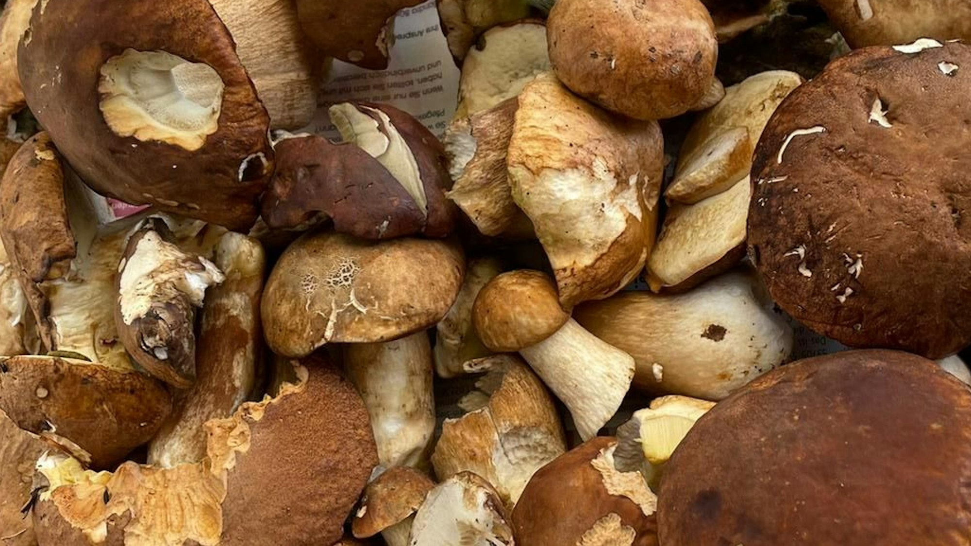 Viele Pilze liegen auf einem Haufen, hauptsächlich Maronen und Steinpilze.