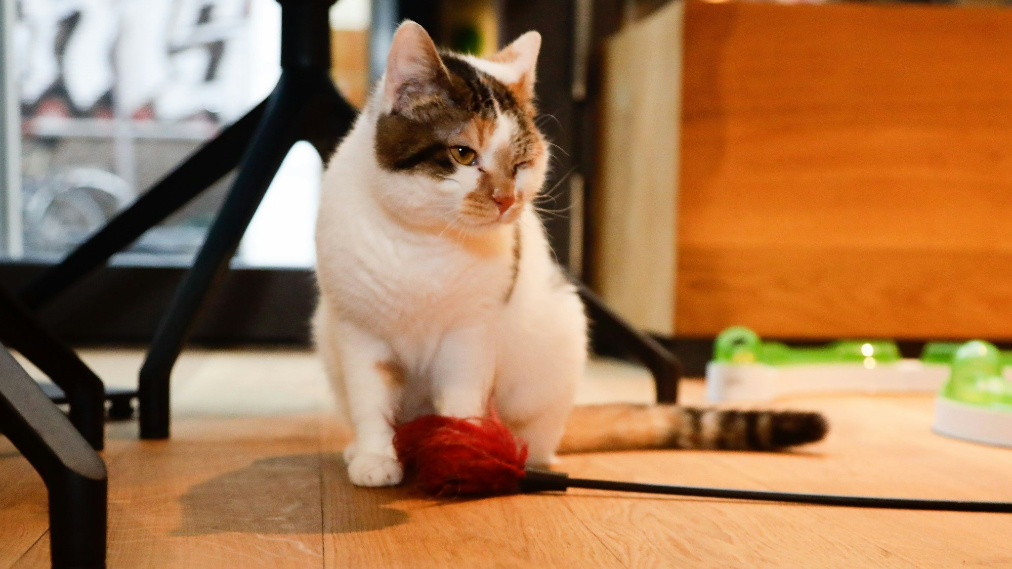 Katze im Katzentempel Köln