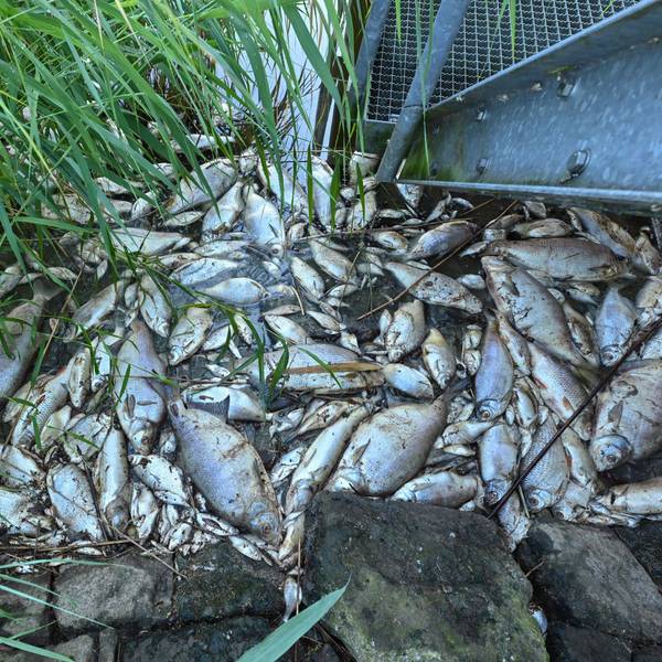 Tote Fische liegen im Schilf.
