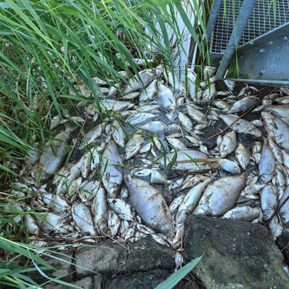 Tote Fische liegen im Schilf.