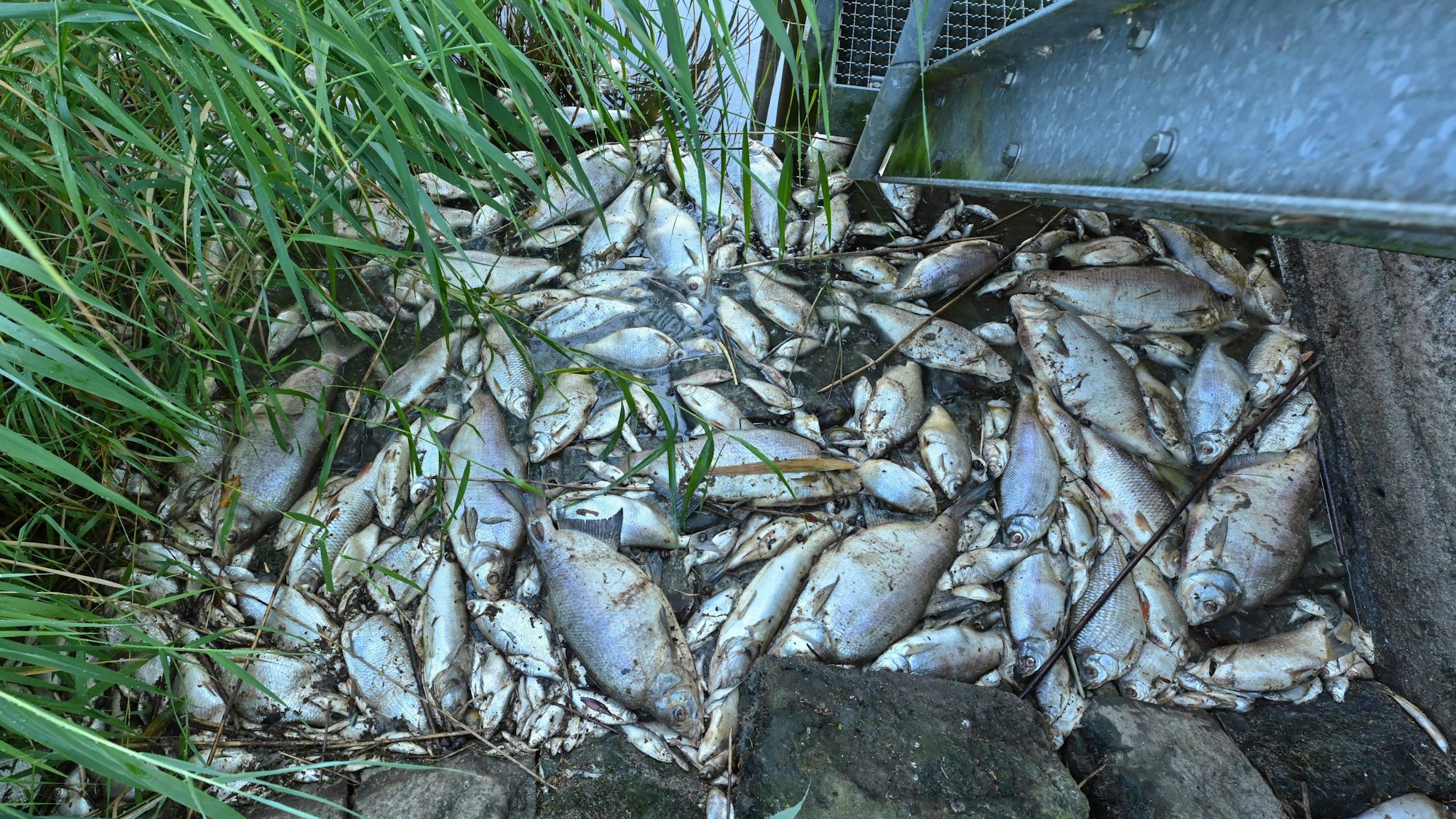 Tote Fische liegen im Schilf.