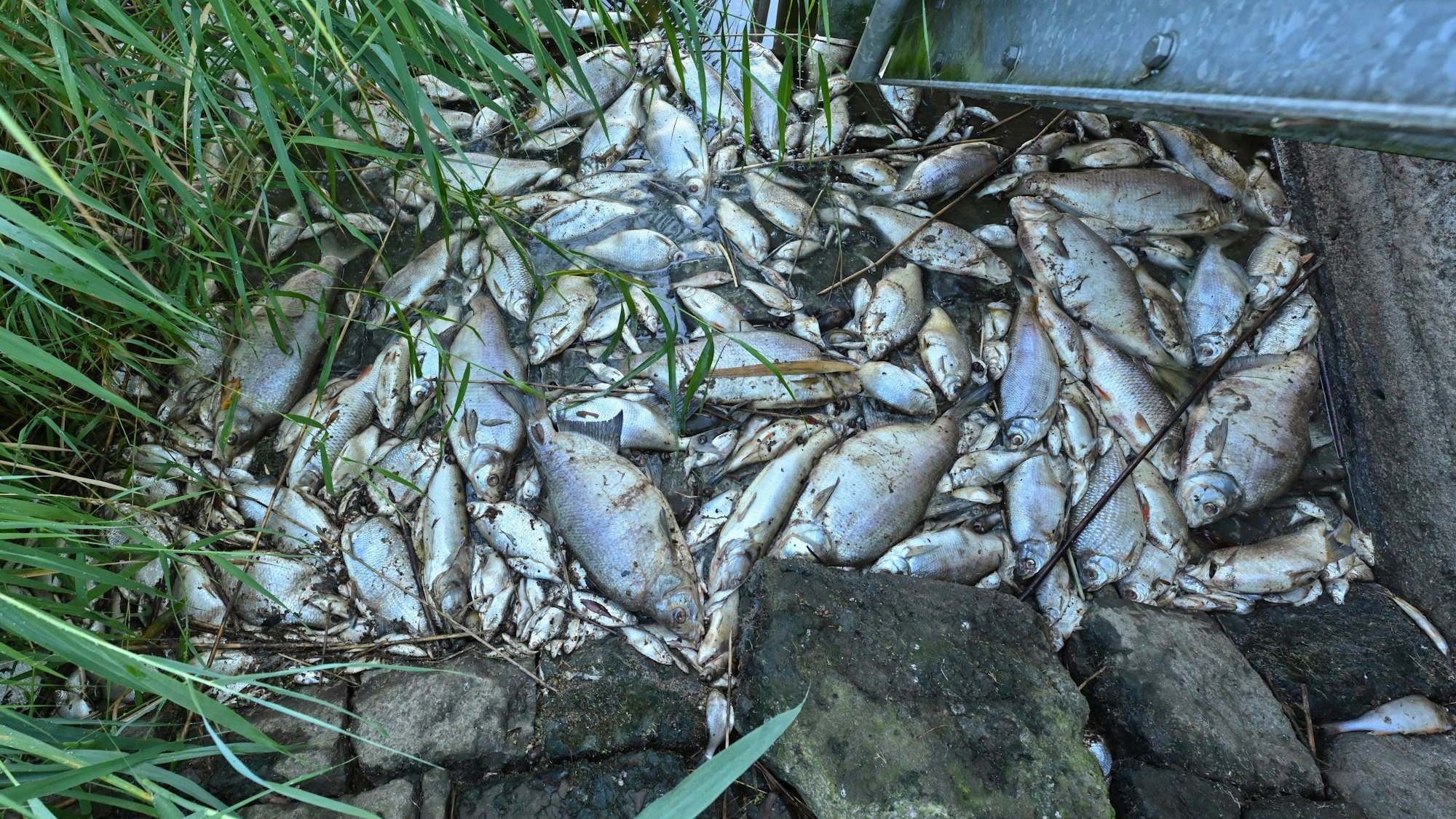 Tote Fische aus einem Fluss. Ein Fischsterben wurde durch Chemikalien in der Elz (Baden-Württemberg) ausgelöst, die Polizei hat einen Verdächtigen ermittelt. (Symbolbild)