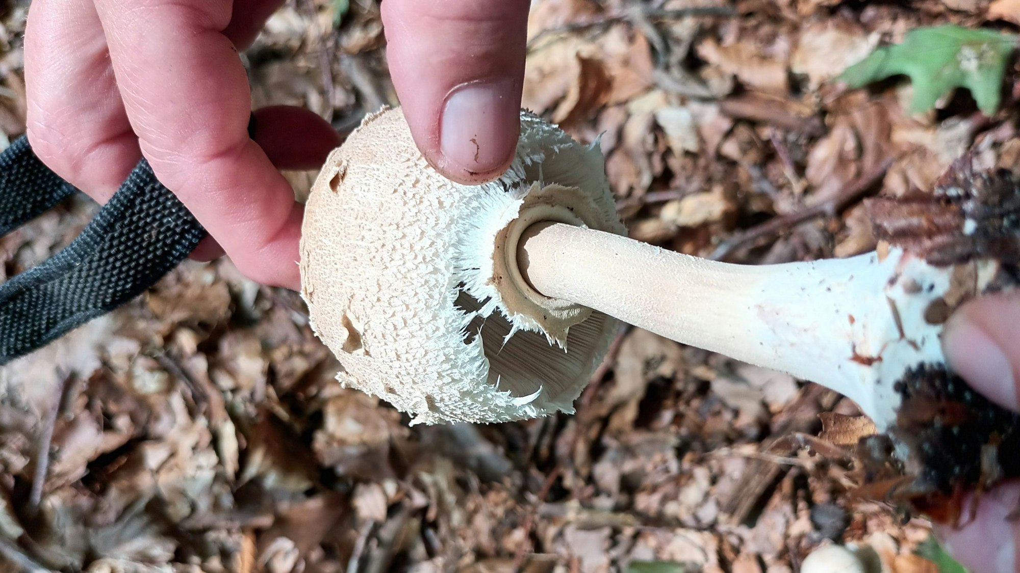 Eine Hand hält einen weißen Pilz, der einen Ring am Stiel hat.