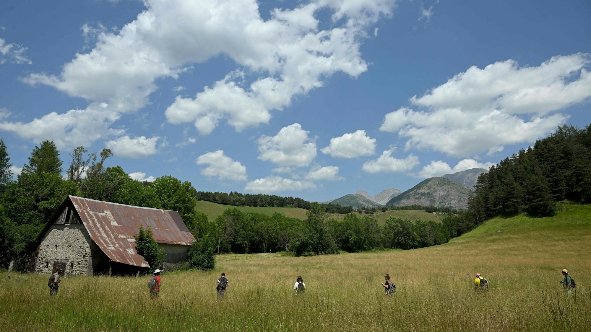 Freiwillige durchsuchen ein Feld in der Nähe des französischen Alpendorfs Le Vernet nach dem zweijährigen Émile. Der Junge verschwand Anfang Juli aus dem Haus seiner Großeltern.