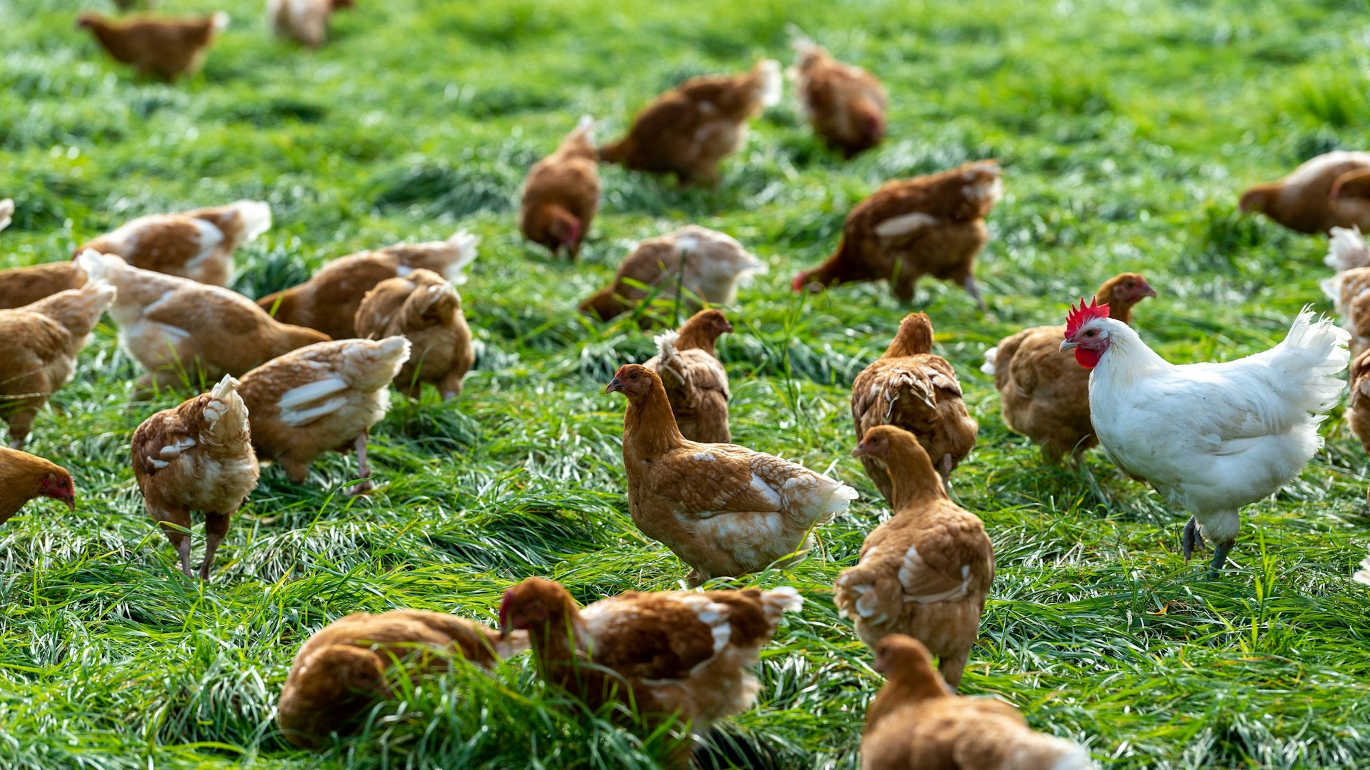 glückliche Hühner grüner wiese