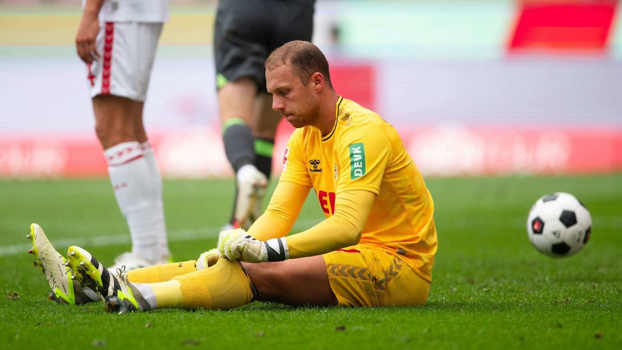 Schwäbe sitzt auf dem Boden