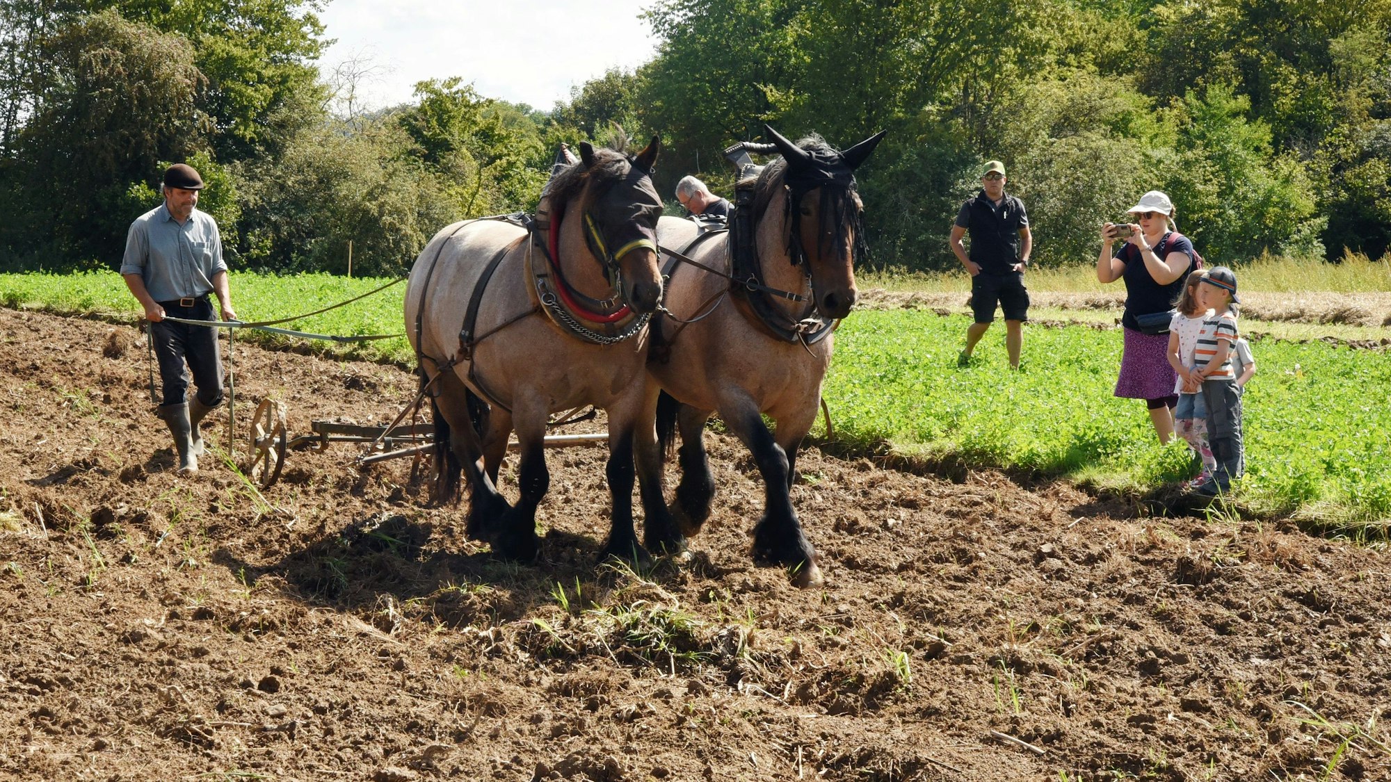 Zwei Pferde ziehen einen historischen Pflug über einen Acker im Freilichtmuseum Lindlar.