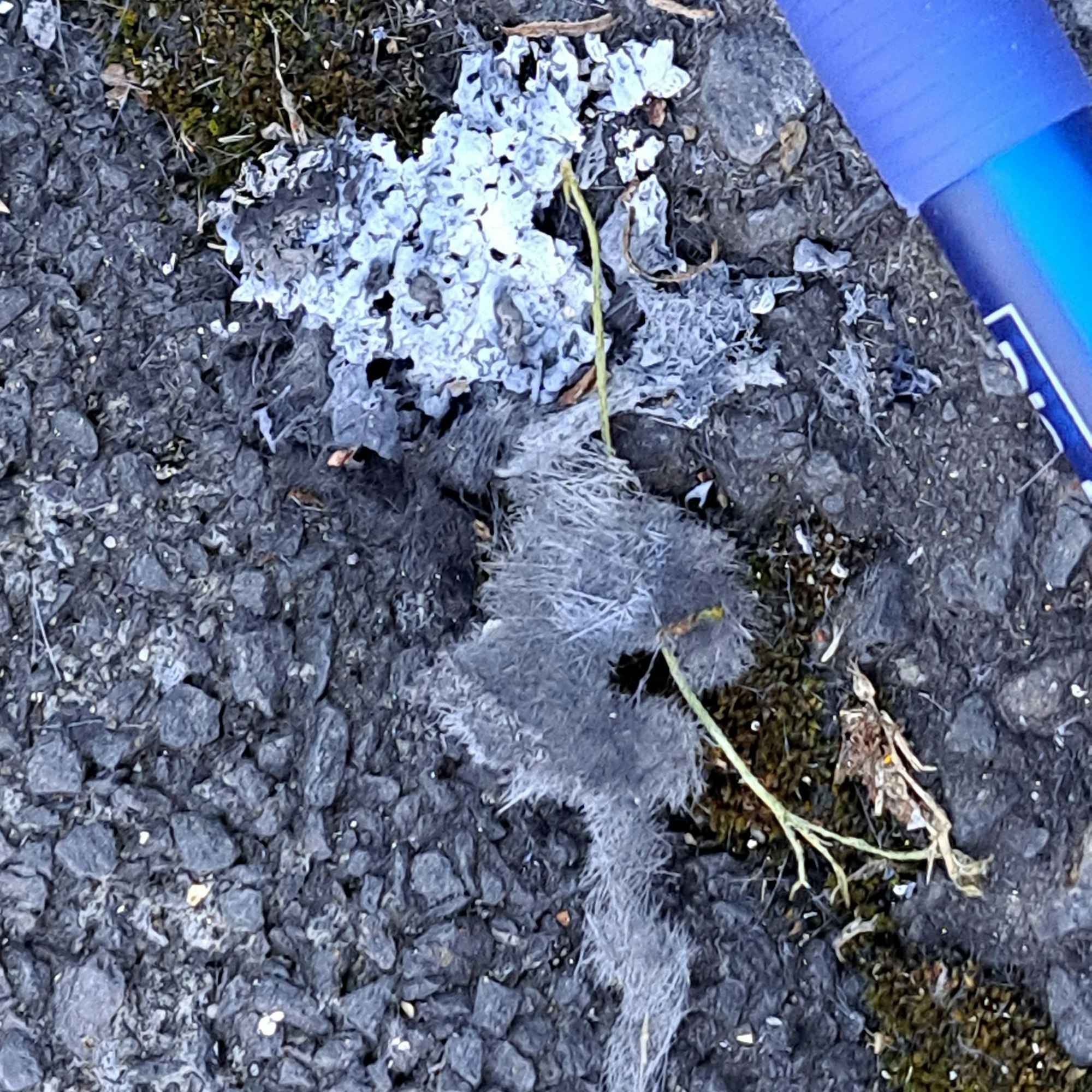 Ein graues fasriges Stück Material liegt auf dem Asphalt, daneben liegt ein Kugelschreiber.