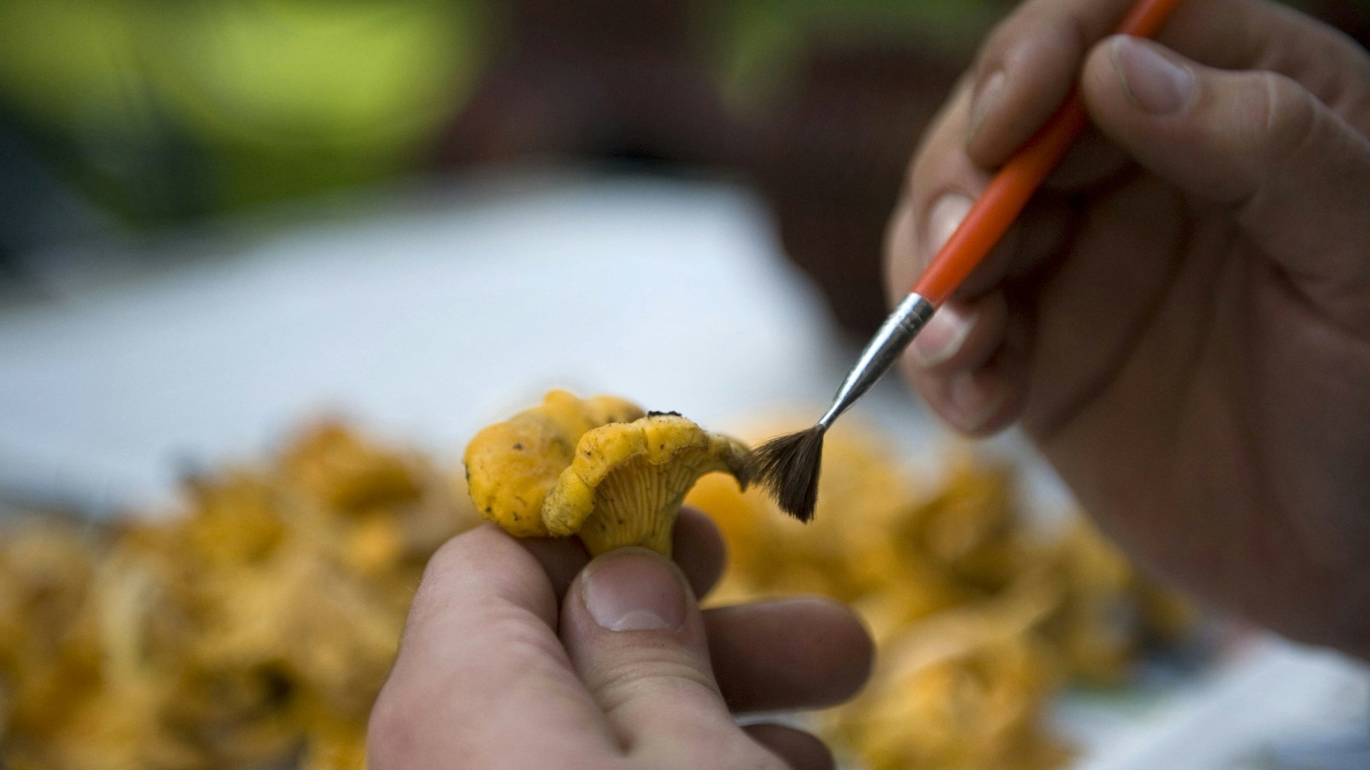 ein Pfifferling wird mit einem kleinen Pinsel von Schmutz befreit