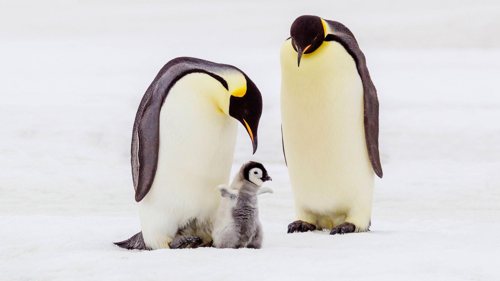 Ein Kaiserpinguin-Küken in der Obhut seiner Eltern. Rund 10.000 der Pinguin-Küken sind einer neuen Studie zufolge im vergangenen Jahr bei einem „katastrophalen Brutausfall“ in der Antarktis gestorben. (Archivbild)