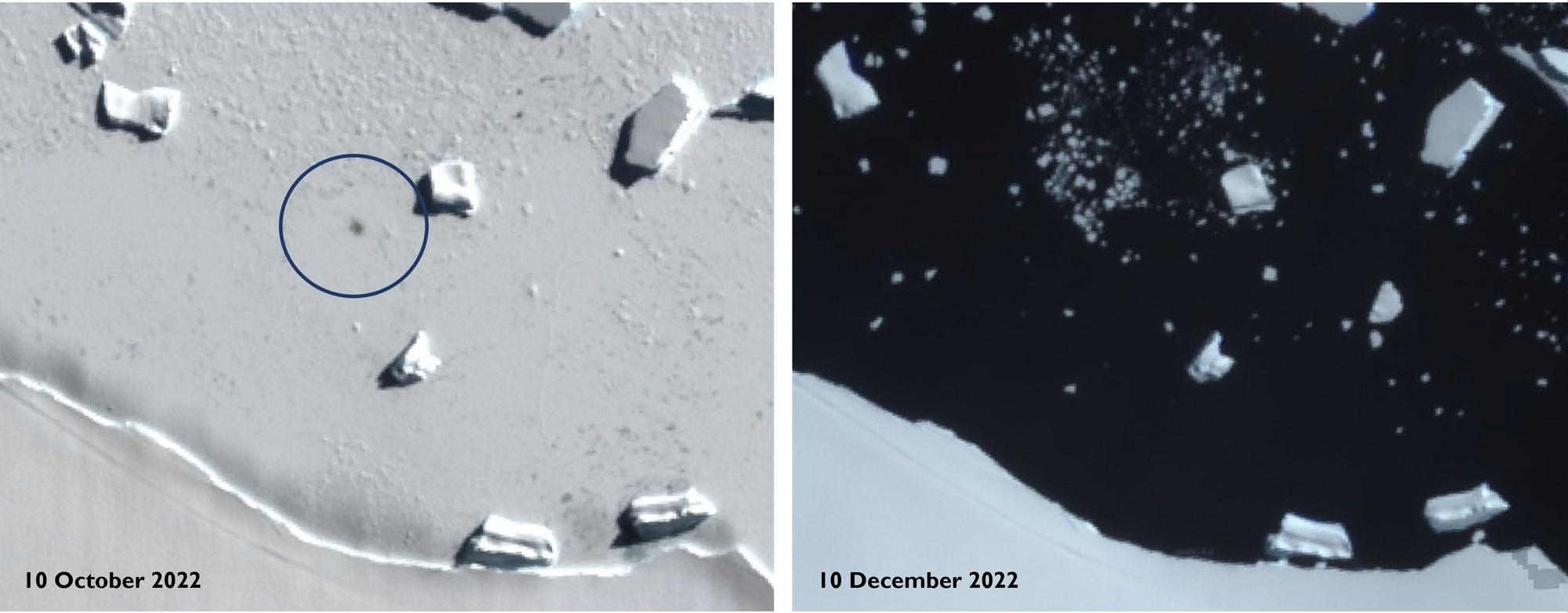 Satellitenbilder zeigen Smyley Island am 10. Oktober 2022 (l.) und am 10. Dezember 2022. Der Kreis markiert den Standort einer Kaiserpinguin-Kolonie. Kaiserpinguine leiden einer Analyse zufolge massiv unter dem Verschwinden von Meereis in der Antarktis.