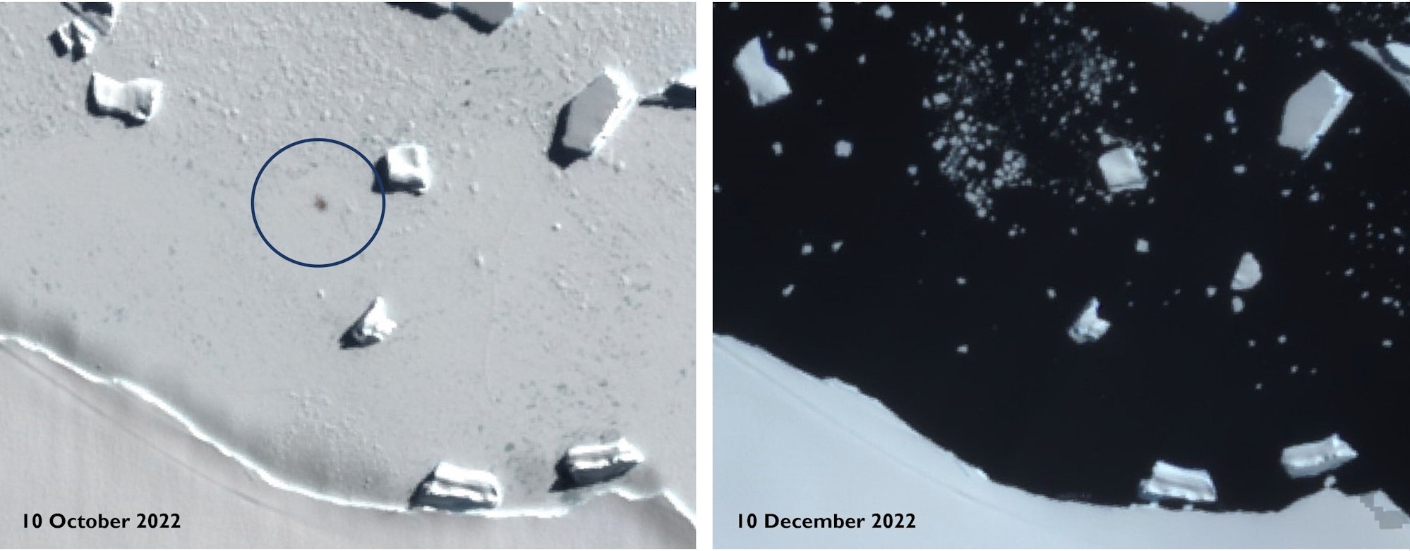 Satellitenbilder zeigen Smyley Island am 10. Oktober 2022 (l.) und am 10. Dezember 2022. Der Kreis markiert den Standort einer Kaiserpinguin-Kolonie. Kaiserpinguine leiden einer Analyse zufolge massiv unter dem Verschwinden von Meereis in der Antarktis.