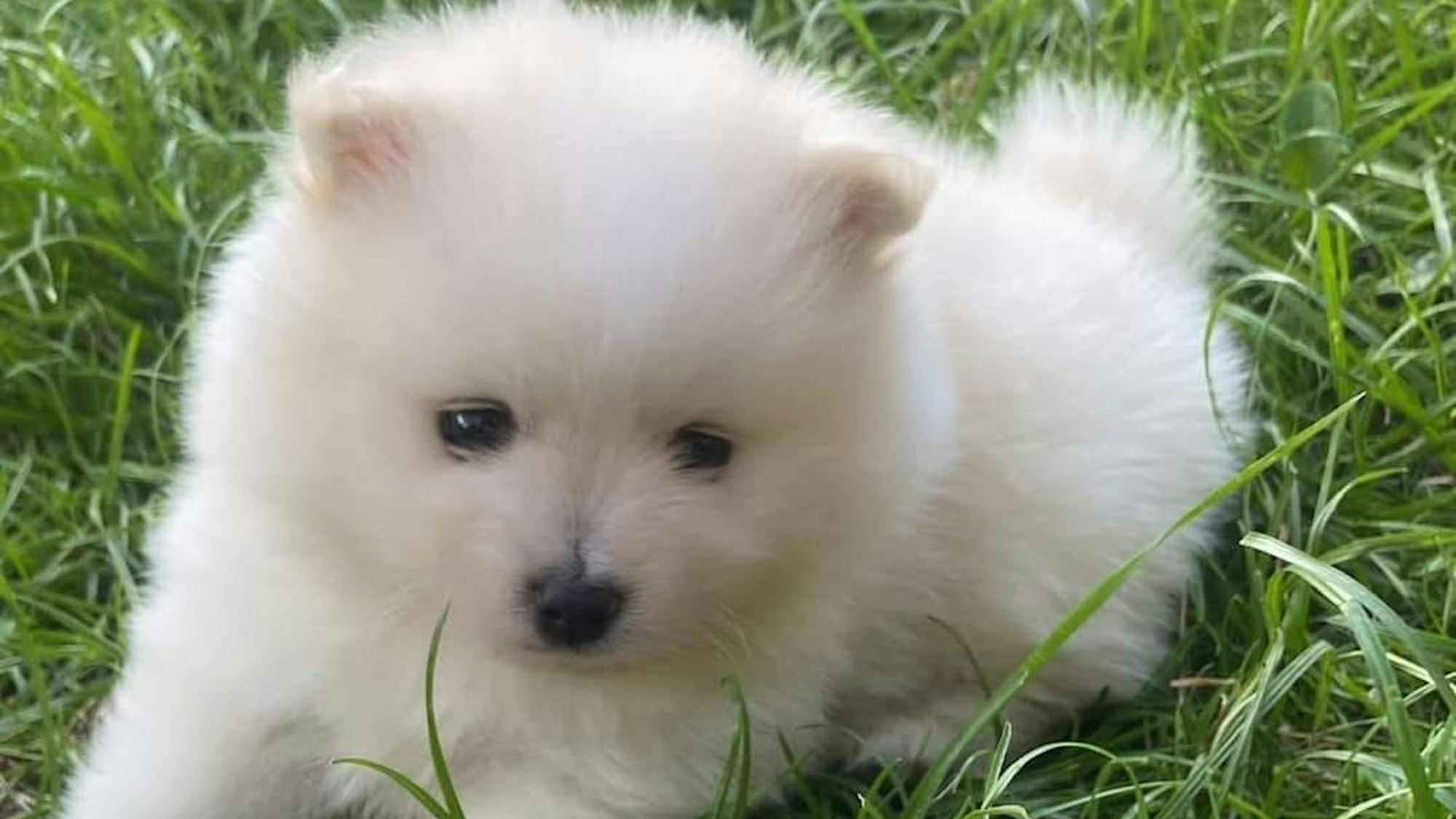 Das Bild zeigt den Hundewelpen „Mucki“, der aus einem Gehege des Zirkus „Charles Monroe“ in Ehrenfeld gestohlen wurde.