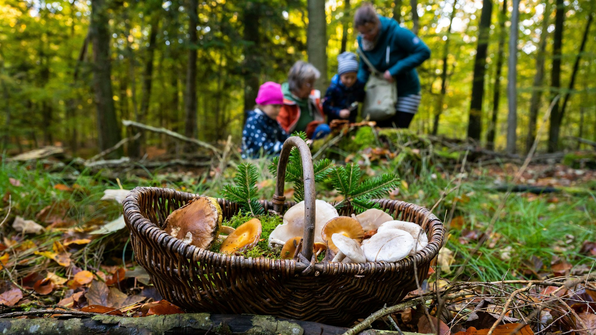 ein Korb mit Pilzen steht in einem Wald, Pilzsammler im Hintergrund