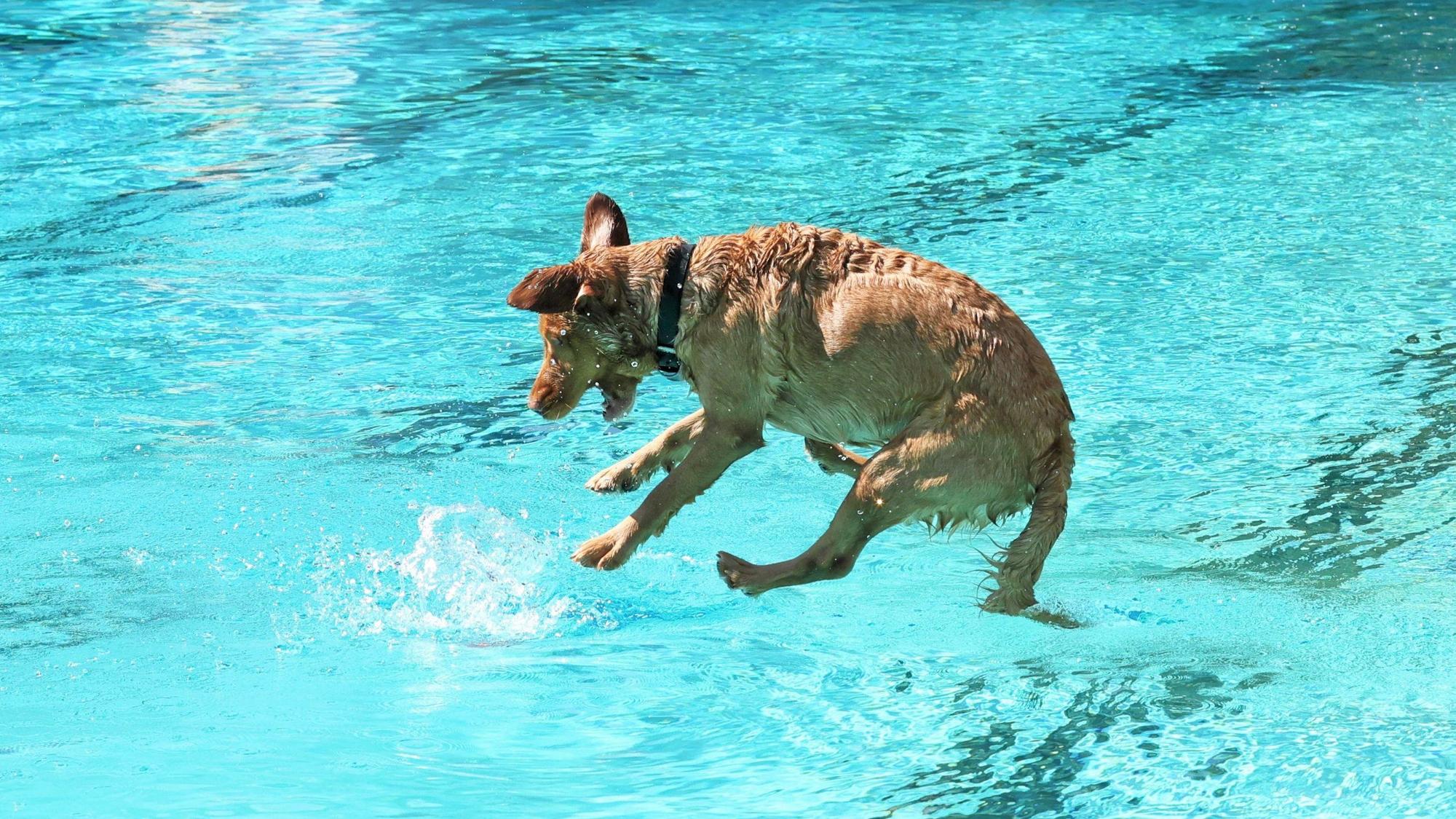 LevDog Freibad Wiembachtal