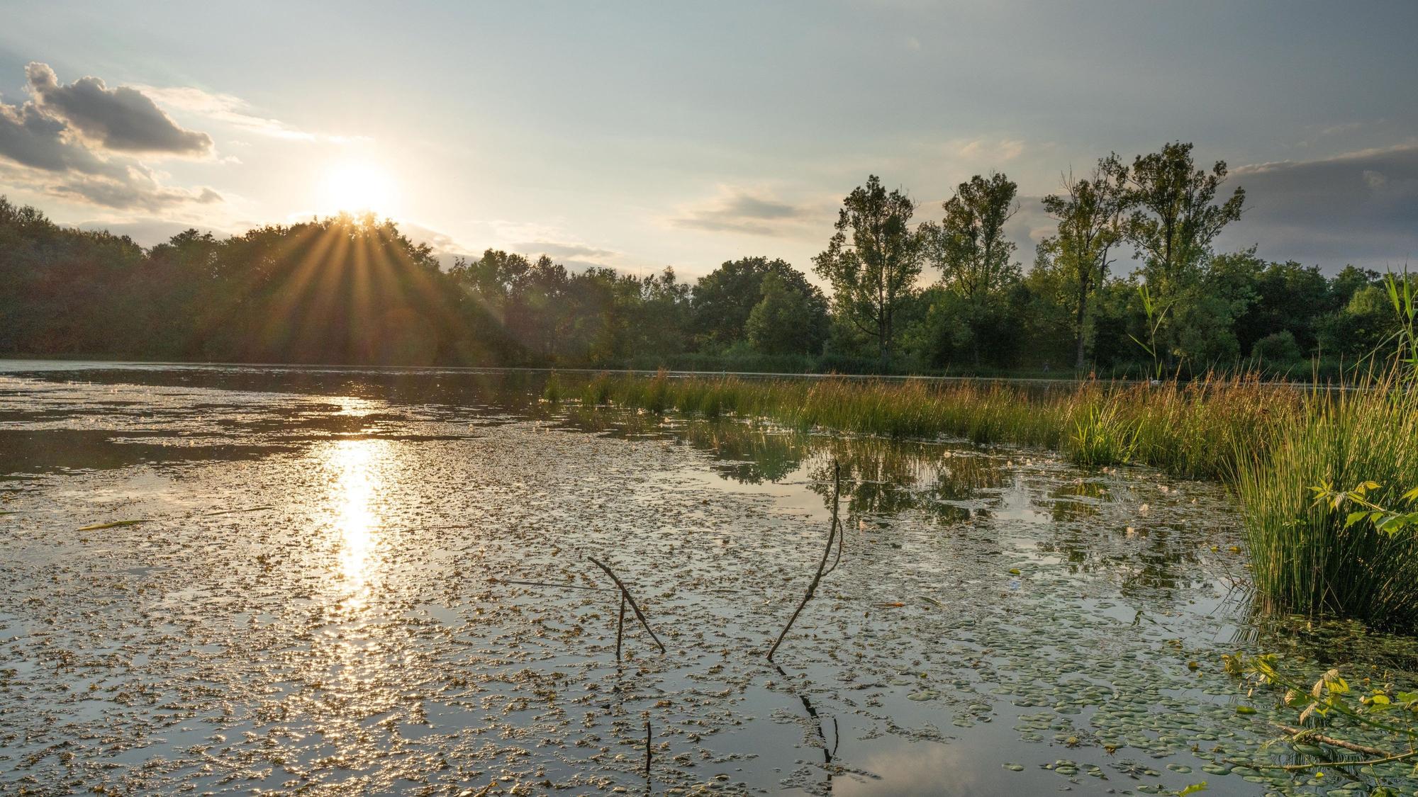 Eine Wasserfläche mit Wald von der Sonne beschienen