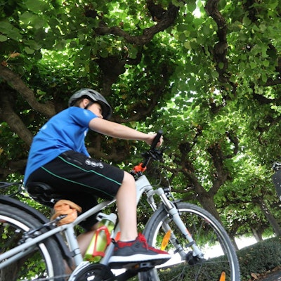 Die Radfahrer sollen anstatt der Nutzung der Lindenallee zukünftig über die Straße geleitet werden.