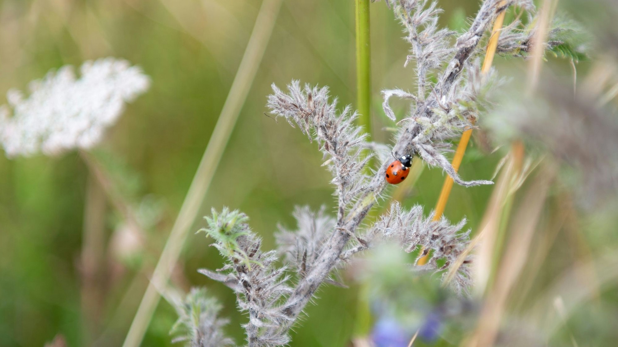 Ein Marienkäfer klettert am Halm eines gewöhnlichen Natternkopfs entlang.