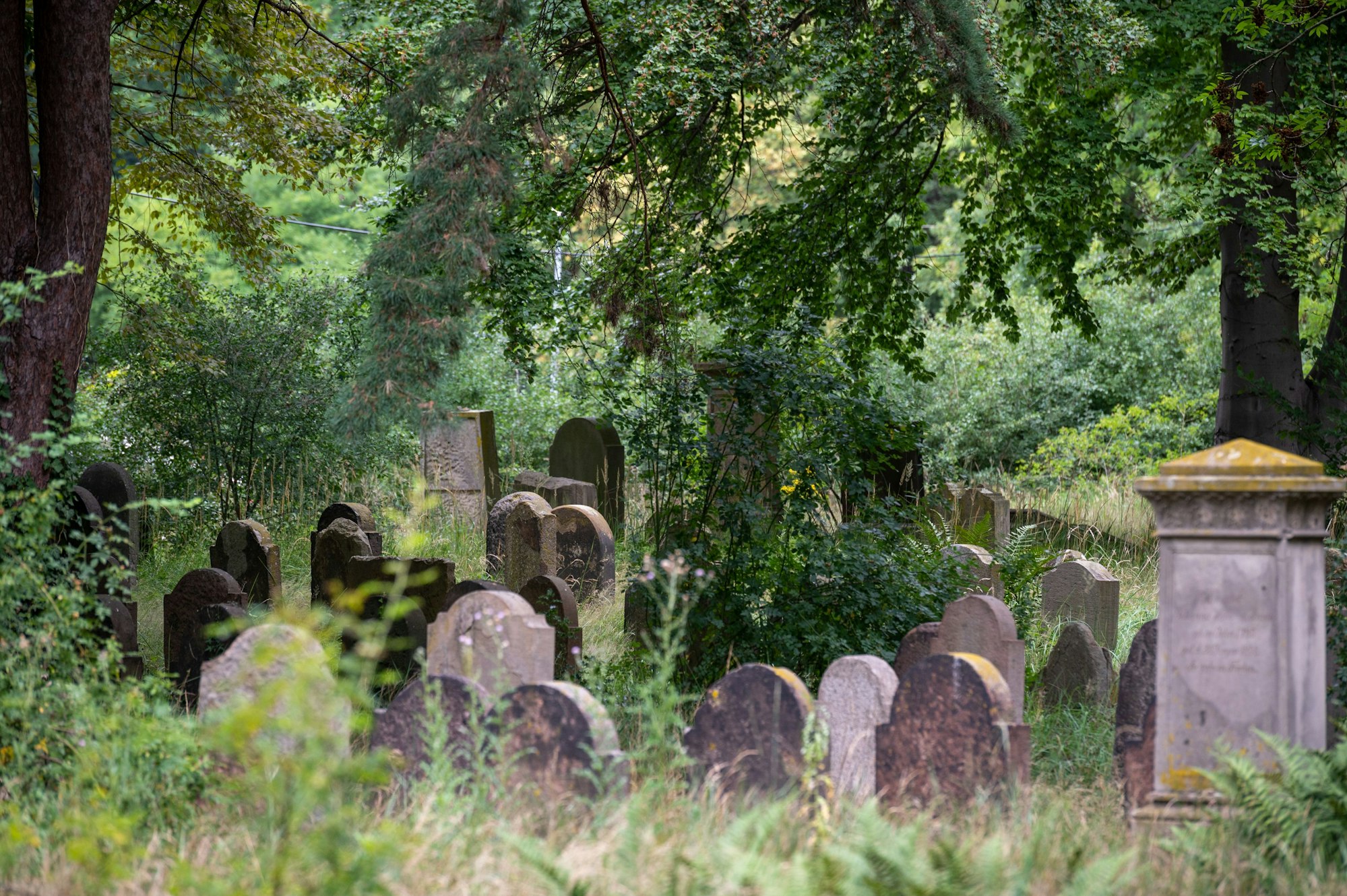 Auf dem Bild sind viele Grabsteine zu sehen, zudem sprießt das Grüne überall hervor. Einige Bäume im Hintergrund.