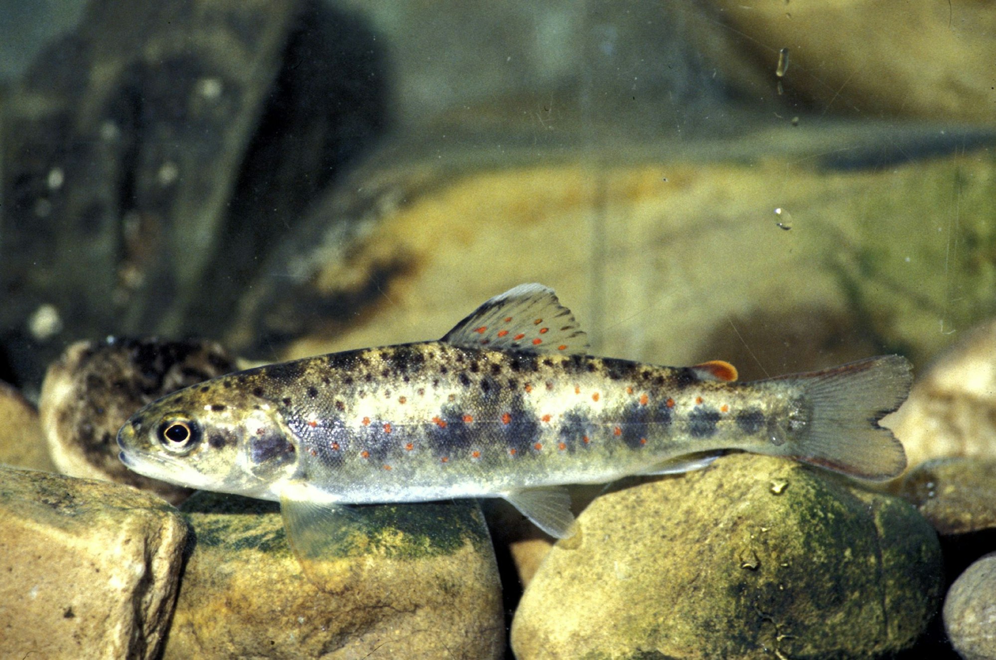 Bachforellen sind die am weitesten verbreitesten Fische in Nordrhein Westfalen