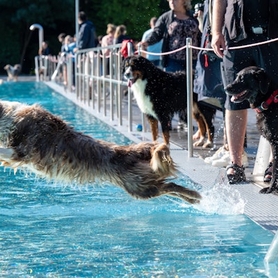 Hund springt in ein Schwimmbecken in einem Freibad